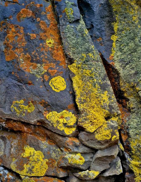 Oregon, Deschutes NF Lichen, covered basalt rock